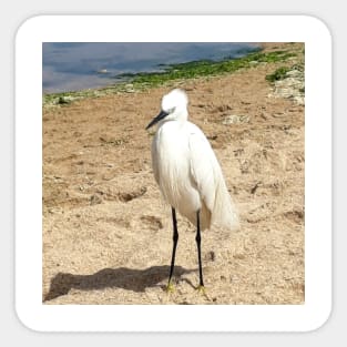 A Heron on the beach 1 Sticker